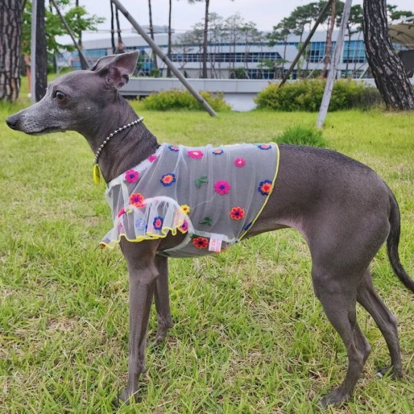 画像31: イタグレ服 S M L XL 2XL 3XL シースルー 花柄 刺繍 チュール フリル ブラウス 小型犬 中型犬 大型犬 春夏 doggystar ドッギースター 即日発送出来ます。 (31)