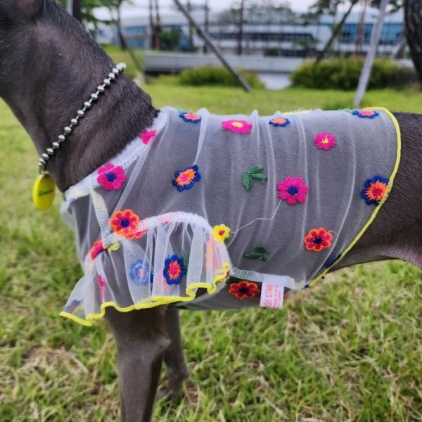 画像33: イタグレ服 S M L XL 2XL 3XL シースルー 花柄 刺繍 チュール フリル ブラウス 小型犬 中型犬 大型犬 春夏 doggystar ドッギースター 即日発送出来ます。 (33)