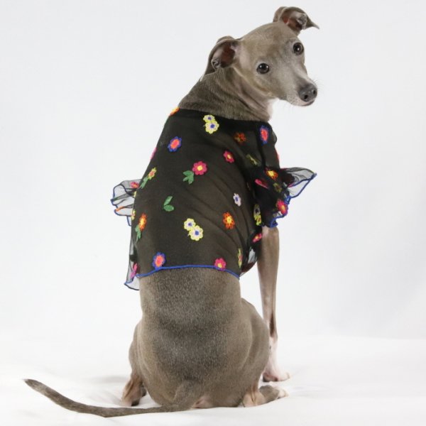 画像27: イタグレ服 S M L XL 2XL 3XL シースルー 花柄 刺繍 チュール フリル ブラウス 小型犬 中型犬 大型犬 春夏 doggystar ドッギースター 即日発送出来ます。 (27)