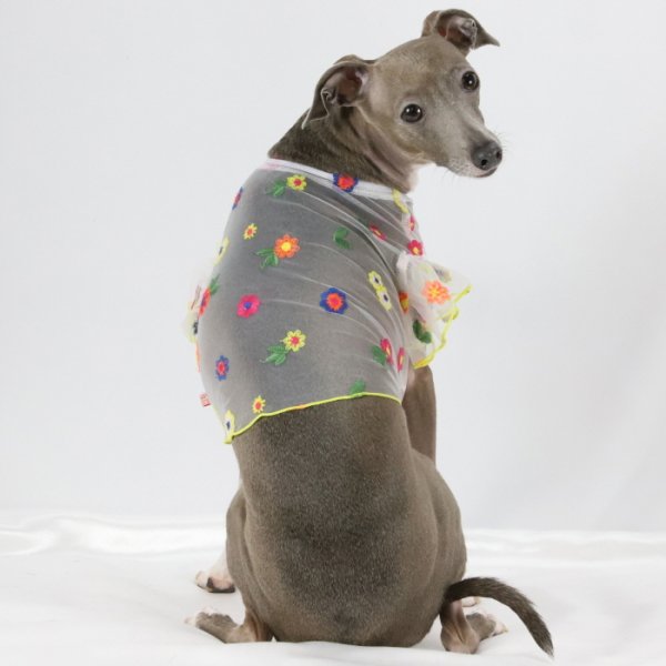 画像26: イタグレ服 S M L XL 2XL 3XL シースルー 花柄 刺繍 チュール フリル ブラウス 小型犬 中型犬 大型犬 春夏 doggystar ドッギースター 即日発送出来ます。 (26)