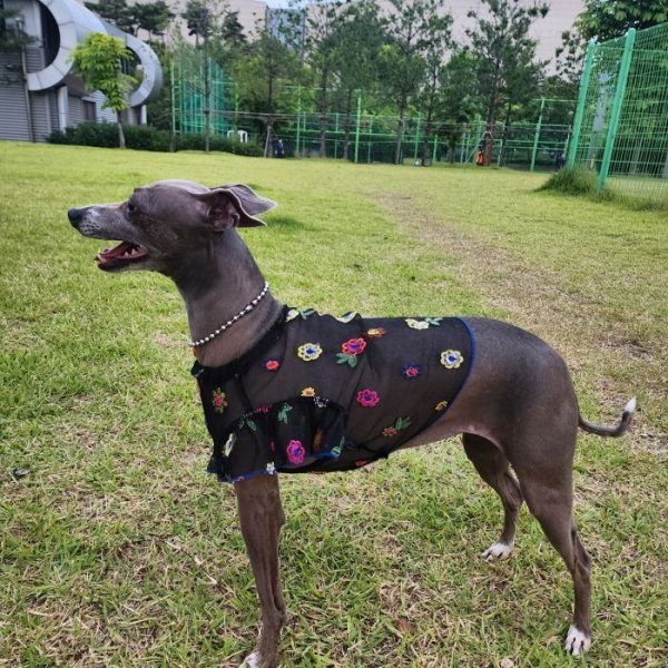 画像30: イタグレ服 S M L XL 2XL 3XL シースルー 花柄 刺繍 チュール フリル ブラウス 小型犬 中型犬 大型犬 春夏 doggystar ドッギースター 即日発送出来ます。 (30)