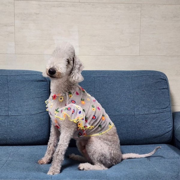 画像40: イタグレ服 S M L XL 2XL 3XL シースルー 花柄 刺繍 チュール フリル ブラウス 小型犬 中型犬 大型犬 春夏 doggystar ドッギースター 即日発送出来ます。 (40)