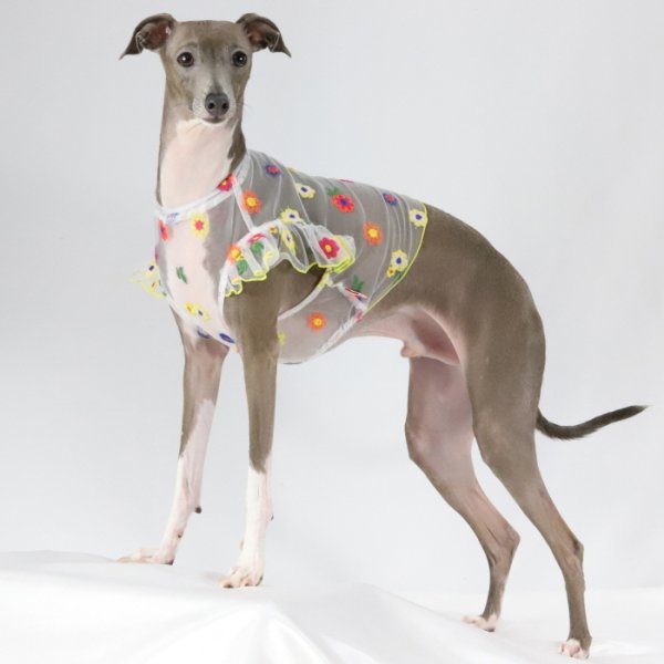 画像28: イタグレ服 S M L XL 2XL 3XL シースルー 花柄 刺繍 チュール フリル ブラウス 小型犬 中型犬 大型犬 春夏 doggystar ドッギースター 即日発送出来ます。 (28)