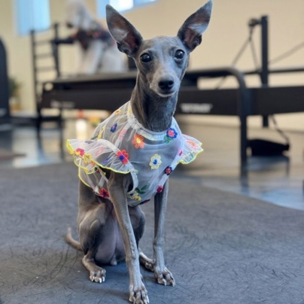 画像42: イタグレ服 S M L XL 2XL 3XL シースルー 花柄 刺繍 チュール フリル ブラウス 小型犬 中型犬 大型犬 春夏 doggystar ドッギースター 即日発送出来ます。 (42)