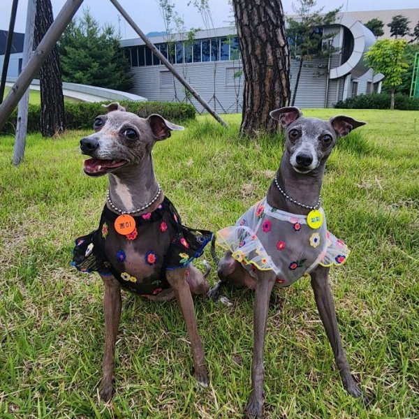 画像34: イタグレ服 S M L XL 2XL 3XL シースルー 花柄 刺繍 チュール フリル ブラウス 小型犬 中型犬 大型犬 春夏 doggystar ドッギースター 即日発送出来ます。 (34)