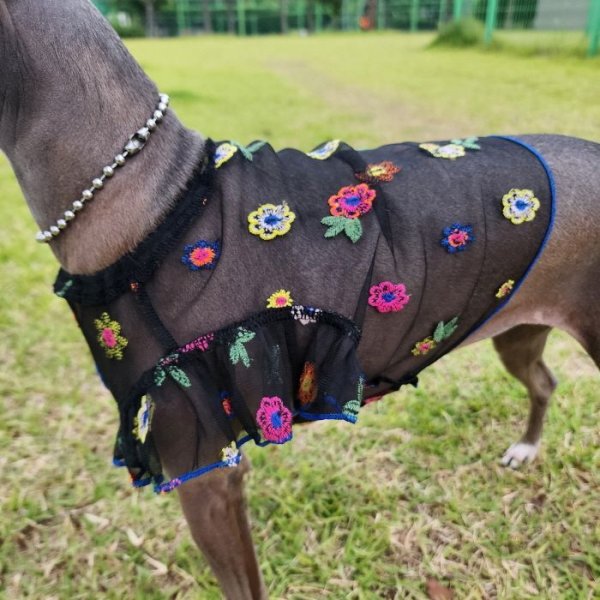 画像32: イタグレ服 S M L XL 2XL 3XL シースルー 花柄 刺繍 チュール フリル ブラウス 小型犬 中型犬 大型犬 春夏 doggystar ドッギースター 即日発送出来ます。 (32)