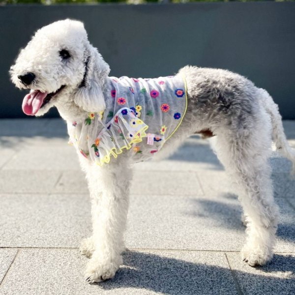 画像37: イタグレ服 S M L XL 2XL 3XL シースルー 花柄 刺繍 チュール フリル ブラウス 小型犬 中型犬 大型犬 春夏 doggystar ドッギースター 即日発送出来ます。 (37)