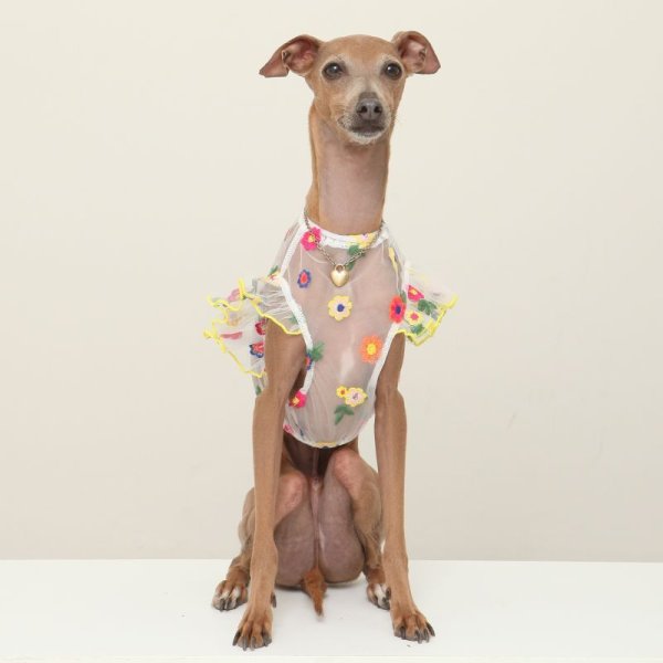 画像18: イタグレ服 S M L XL 2XL 3XL シースルー 花柄 刺繍 チュール フリル ブラウス 小型犬 中型犬 大型犬 春夏 doggystar ドッギースター 即日発送出来ます。 (18)