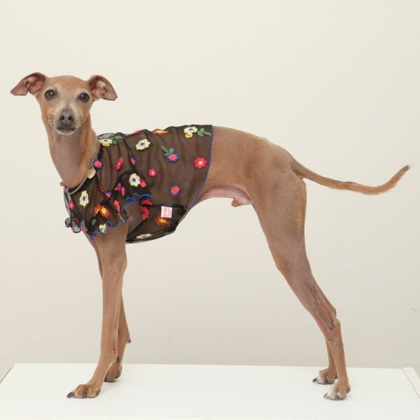 画像20: イタグレ服 S M L XL 2XL 3XL シースルー 花柄 刺繍 チュール フリル ブラウス 小型犬 中型犬 大型犬 春夏 doggystar ドッギースター 即日発送出来ます。 (20)