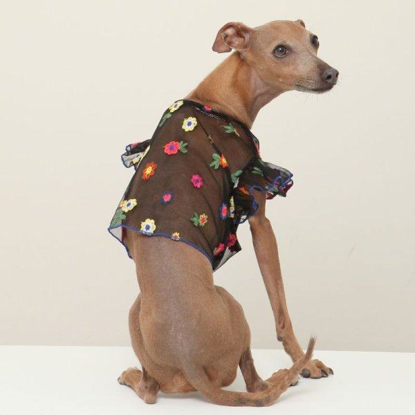 画像23: イタグレ服 S M L XL 2XL 3XL シースルー 花柄 刺繍 チュール フリル ブラウス 小型犬 中型犬 大型犬 春夏 doggystar ドッギースター 即日発送出来ます。 (23)