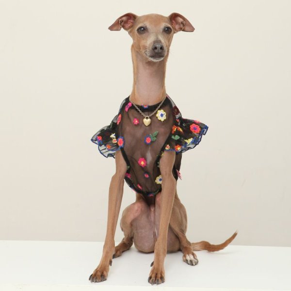 画像22: イタグレ服 S M L XL 2XL 3XL シースルー 花柄 刺繍 チュール フリル ブラウス 小型犬 中型犬 大型犬 春夏 doggystar ドッギースター 即日発送出来ます。 (22)