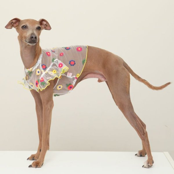 画像16: イタグレ服 S M L XL 2XL 3XL シースルー 花柄 刺繍 チュール フリル ブラウス 小型犬 中型犬 大型犬 春夏 doggystar ドッギースター 即日発送出来ます。 (16)