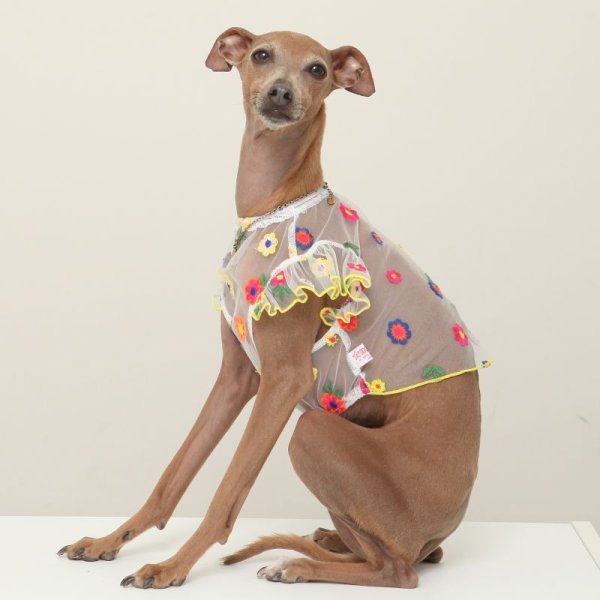 画像17: イタグレ服 S M L XL 2XL 3XL シースルー 花柄 刺繍 チュール フリル ブラウス 小型犬 中型犬 大型犬 春夏 doggystar ドッギースター 即日発送出来ます。 (17)