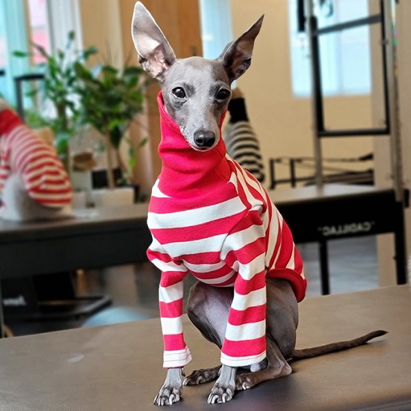 画像23: イタグレ 服 S M L XL 2XL 3XL カラフル 長袖ボーダーTシャツ 小型 犬 中型犬 大型犬 春 夏 秋 冬 doggystar ドッギースター 室内着 パジャマ 即日発送出来ます (23)