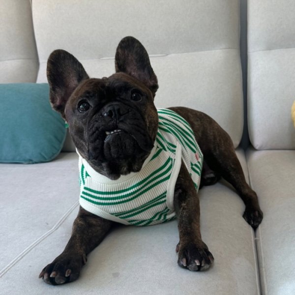 画像29: フレブル 服 フレンチブルドッグ  ボーダー袖なし Tシャツ 春夏秋冬 L XL 2XL 3XL 4XL 5XL イングリッシュブルドッグ  パグ ペット服 犬服 フレブル  即日発送出来ます (29)