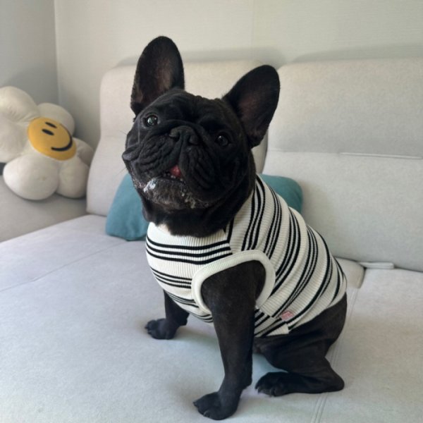 画像16: フレブル 服 フレンチブルドッグ  ボーダー袖なし Tシャツ 春夏秋冬 L XL 2XL 3XL 4XL 5XL イングリッシュブルドッグ  パグ ペット服 犬服 フレブル  即日発送出来ます (16)