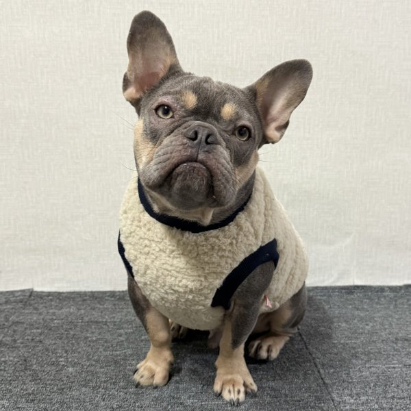 画像17: フレブル 服 フレンチブルドッグ  ポケット ボア 袖なし Tシャツ 冬 L XL 2XL 3XL 4XL 5XL イングリッシュブルドッグ  パグ ペット服 犬服 フレブル  即日発送出来ます (17)