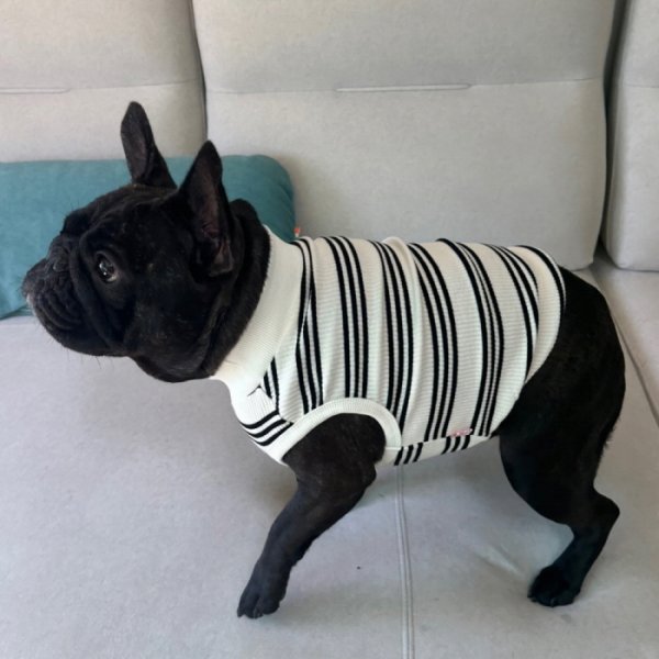 画像17: フレブル 服 フレンチブルドッグ  ボーダー袖なし Tシャツ 春夏秋冬 L XL 2XL 3XL 4XL 5XL イングリッシュブルドッグ  パグ ペット服 犬服 フレブル  即日発送出来ます (17)