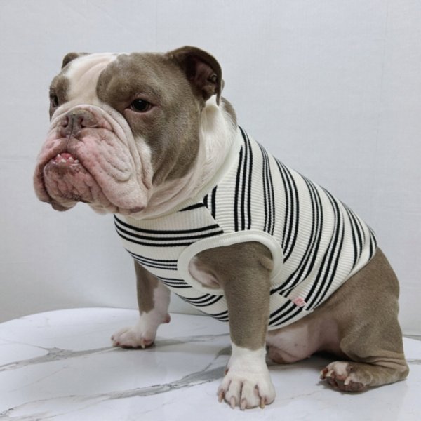 画像10: フレブル 服 フレンチブルドッグ  ボーダー袖なし Tシャツ 春夏秋冬 L XL 2XL 3XL 4XL 5XL イングリッシュブルドッグ  パグ ペット服 犬服 フレブル  即日発送出来ます (10)