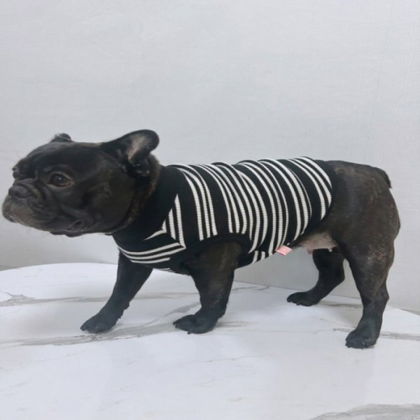 画像36: フレブル 服 フレンチブルドッグ  ボーダー袖なし Tシャツ 春夏秋冬 L XL 2XL 3XL 4XL 5XL イングリッシュブルドッグ  パグ ペット服 犬服 フレブル  即日発送出来ます (36)
