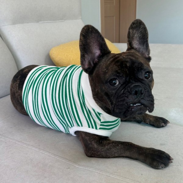 画像28: フレブル 服 フレンチブルドッグ  ボーダー袖なし Tシャツ 春夏秋冬 L XL 2XL 3XL 4XL 5XL イングリッシュブルドッグ  パグ ペット服 犬服 フレブル  即日発送出来ます (28)