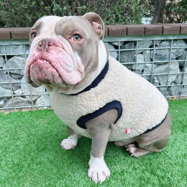 画像23: フレブル 服 フレンチブルドッグ  ポケット ボア 袖なし Tシャツ 冬 L XL 2XL 3XL 4XL 5XL イングリッシュブルドッグ  パグ ペット服 犬服 フレブル  即日発送出来ます (23)