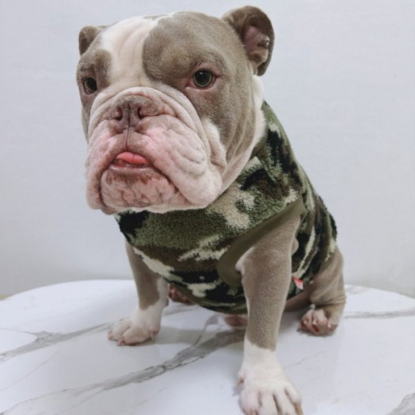 画像36: フレブル 服 フレンチブルドッグ  フリース 柄 袖なし Tシャツ 冬 L XL 2XL 3XL 4XL 5XL イングリッシュブルドッグ  パグ ペット服 犬服 フレブル  即日発送出来ます (36)