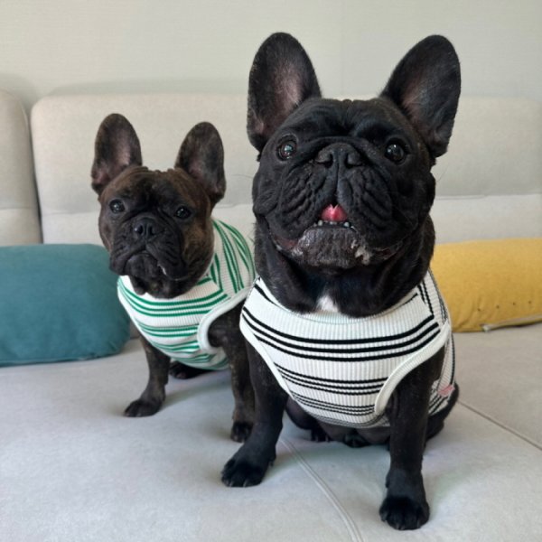 画像30: フレブル 服 フレンチブルドッグ  ボーダー袖なし Tシャツ 春夏秋冬 L XL 2XL 3XL 4XL 5XL イングリッシュブルドッグ  パグ ペット服 犬服 フレブル  即日発送出来ます (30)