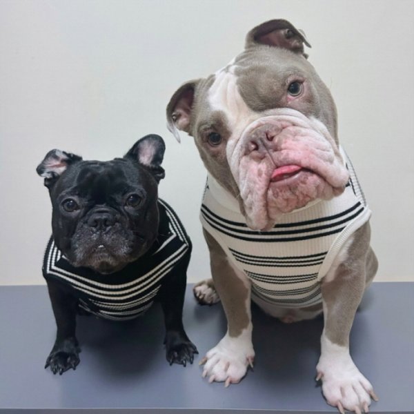 画像49: フレブル 服 フレンチブルドッグ  ボーダー袖なし Tシャツ 春夏秋冬 L XL 2XL 3XL 4XL 5XL イングリッシュブルドッグ  パグ ペット服 犬服 フレブル  即日発送出来ます (49)