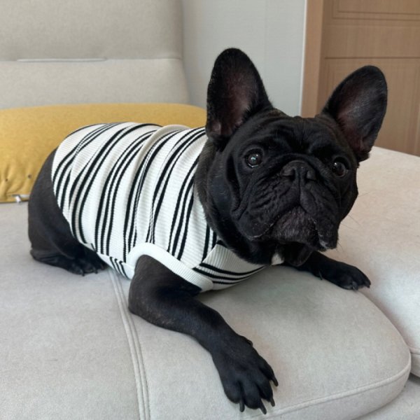画像14: フレブル 服 フレンチブルドッグ  ボーダー袖なし Tシャツ 春夏秋冬 L XL 2XL 3XL 4XL 5XL イングリッシュブルドッグ  パグ ペット服 犬服 フレブル  即日発送出来ます (14)