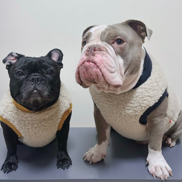 画像21: フレブル 服 フレンチブルドッグ  ポケット ボア 袖なし Tシャツ 冬 L XL 2XL 3XL 4XL 5XL イングリッシュブルドッグ  パグ ペット服 犬服 フレブル  即日発送出来ます (21)