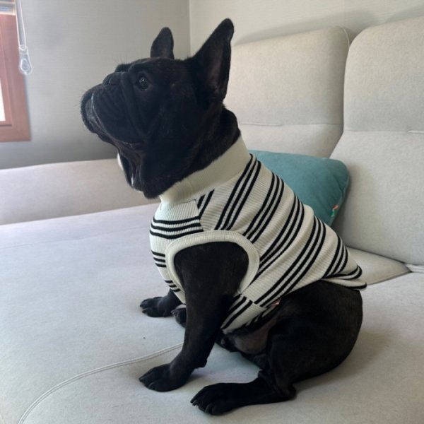 画像15: フレブル 服 フレンチブルドッグ  ボーダー袖なし Tシャツ 春夏秋冬 L XL 2XL 3XL 4XL 5XL イングリッシュブルドッグ  パグ ペット服 犬服 フレブル  即日発送出来ます (15)