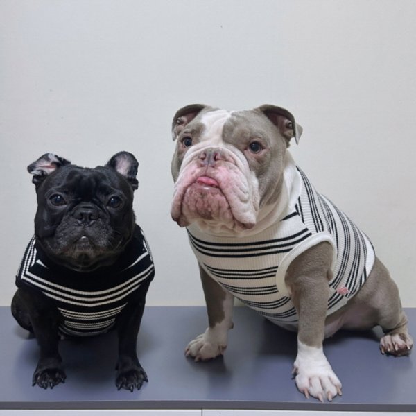 画像13: フレブル 服 フレンチブルドッグ  ボーダー袖なし Tシャツ 春夏秋冬 L XL 2XL 3XL 4XL 5XL イングリッシュブルドッグ  パグ ペット服 犬服 フレブル  即日発送出来ます (13)