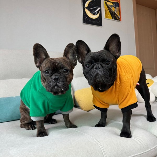 画像27: フレブル 服 フレンチブルドッグ  フリース 無地 長袖 Tシャツ 冬 L XL 2XL 3XL 4XL 5XL イングリッシュブルドッグ  パグ ペット服 犬服 フレブル  即日発送出来ます (27)