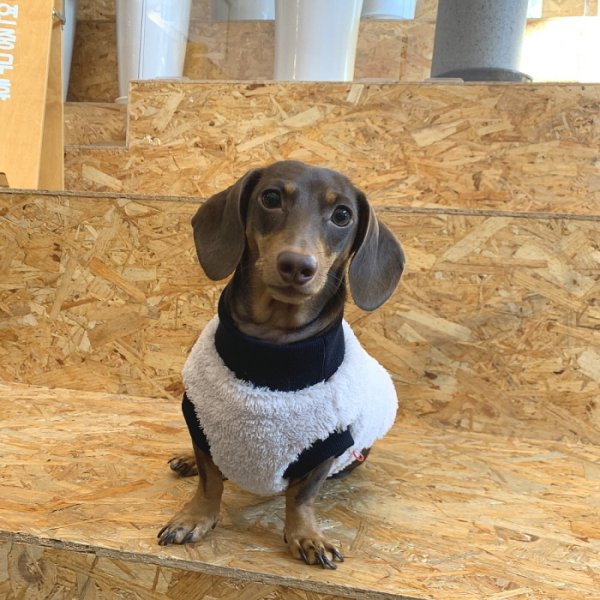 画像18: ダックスフンド 服 Tシャツ ポケットボア 小型犬 中型犬 S M L XL 冬 ダックス おしゃれ 犬 洋服 doggystar ドッギースター 即日発送出来ます (18)