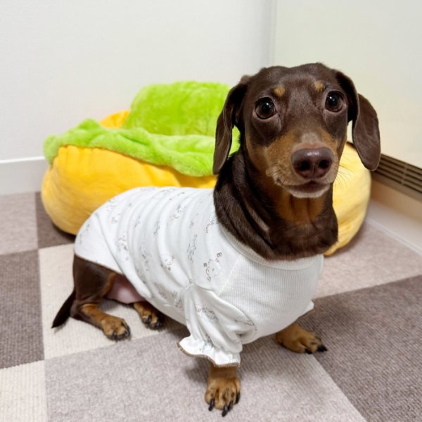 画像14: ダックスフンド 服 パジャマＴシャツ 小型犬 中型犬 S M L XL 春夏秋冬 ダックス おしゃれ 犬 洋服 doggystar ドッギースター 即日発送致します (14)