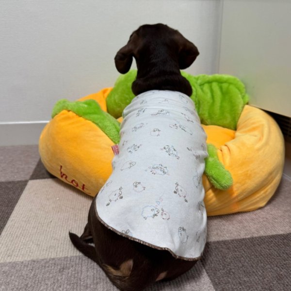 画像15: ダックスフンド 服 パジャマＴシャツ 小型犬 中型犬 S M L XL 春夏秋冬 ダックス おしゃれ 犬 洋服 doggystar ドッギースター 即日発送致します (15)