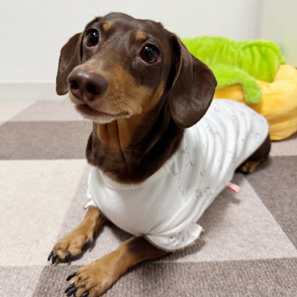 画像11: ダックスフンド 服 パジャマＴシャツ 小型犬 中型犬 S M L XL 春夏秋冬 ダックス おしゃれ 犬 洋服 doggystar ドッギースター 即日発送致します (11)