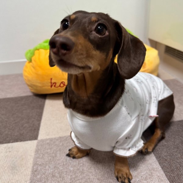 画像16: ダックスフンド 服 パジャマＴシャツ 小型犬 中型犬 S M L XL 春夏秋冬 ダックス おしゃれ 犬 洋服 doggystar ドッギースター 即日発送致します (16)