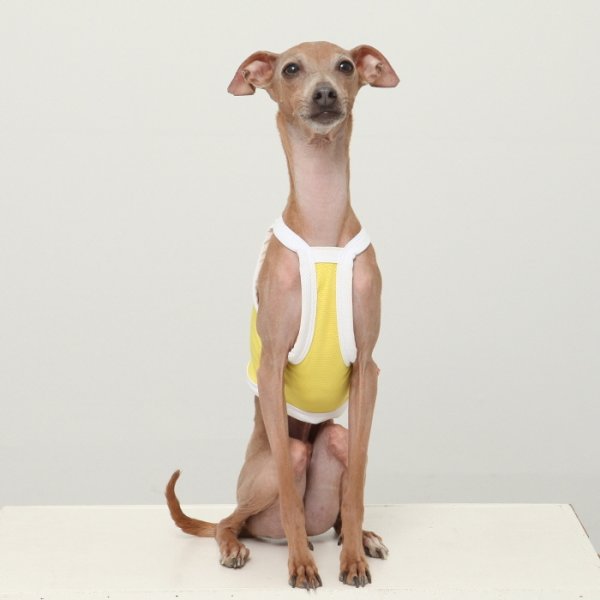 画像17: イタグレ服 S M L XL 2XL 3XL 接触冷感 クール ひんやり クロップド タンクトップ スポーツ 小型犬 中型犬 大型犬 夏 doggystar ドッギースター 即日発送出来ます (17)