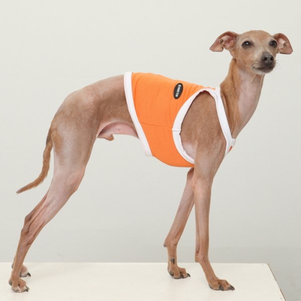 画像4: イタグレ服 S M L XL 2XL 3XL 接触冷感 クール ひんやり クロップド タンクトップ スポーツ 小型犬 中型犬 大型犬 夏 doggystar ドッギースター 即日発送出来ます (4)