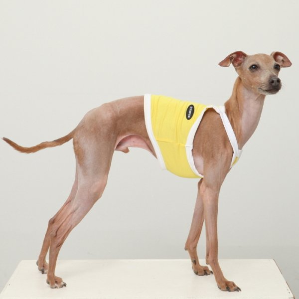 画像15: イタグレ服 S M L XL 2XL 3XL 接触冷感 クール ひんやり クロップド タンクトップ スポーツ 小型犬 中型犬 大型犬 夏 doggystar ドッギースター 即日発送出来ます (15)