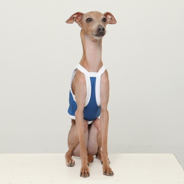 画像38: イタグレ服 S M L XL 2XL 3XL 接触冷感 クール ひんやり クロップド タンクトップ スポーツ 小型犬 中型犬 大型犬 夏 doggystar ドッギースター 即日発送出来ます (38)