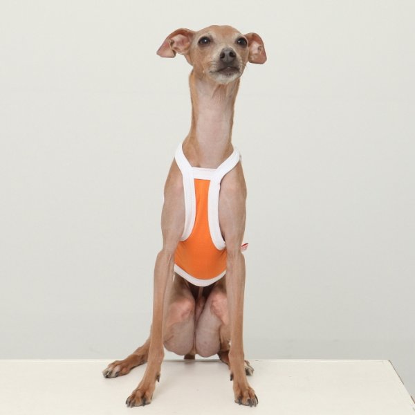 画像5: イタグレ服 S M L XL 2XL 3XL 接触冷感 クール ひんやり クロップド タンクトップ スポーツ 小型犬 中型犬 大型犬 夏 doggystar ドッギースター 即日発送出来ます (5)