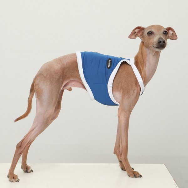 画像37: イタグレ服 S M L XL 2XL 3XL 接触冷感 クール ひんやり クロップド タンクトップ スポーツ 小型犬 中型犬 大型犬 夏 doggystar ドッギースター 即日発送出来ます (37)