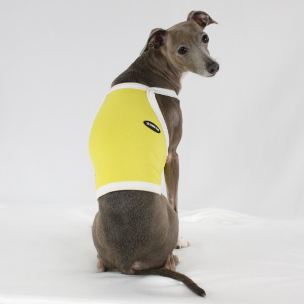 画像21: イタグレ服 S M L XL 2XL 3XL 接触冷感 クール ひんやり クロップド タンクトップ スポーツ 小型犬 中型犬 大型犬 夏 doggystar ドッギースター 即日発送出来ます (21)