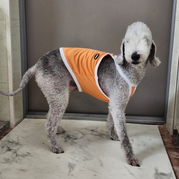 画像7: イタグレ服 S M L XL 2XL 3XL 接触冷感 クール ひんやり クロップド タンクトップ スポーツ 小型犬 中型犬 大型犬 夏 doggystar ドッギースター 即日発送出来ます (7)