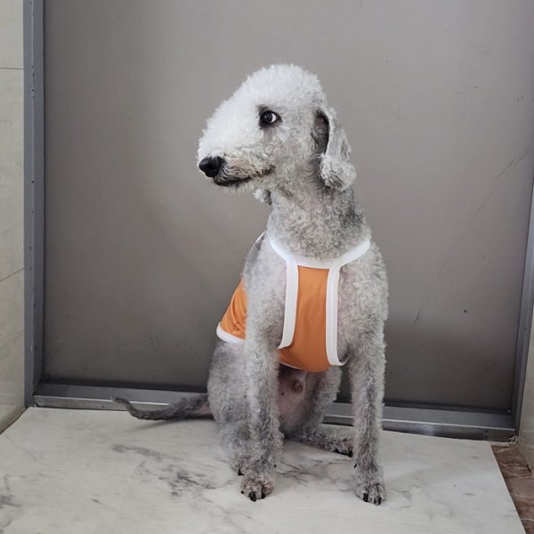 画像8: イタグレ服 S M L XL 2XL 3XL 接触冷感 クール ひんやり クロップド タンクトップ スポーツ 小型犬 中型犬 大型犬 夏 doggystar ドッギースター 即日発送出来ます (8)
