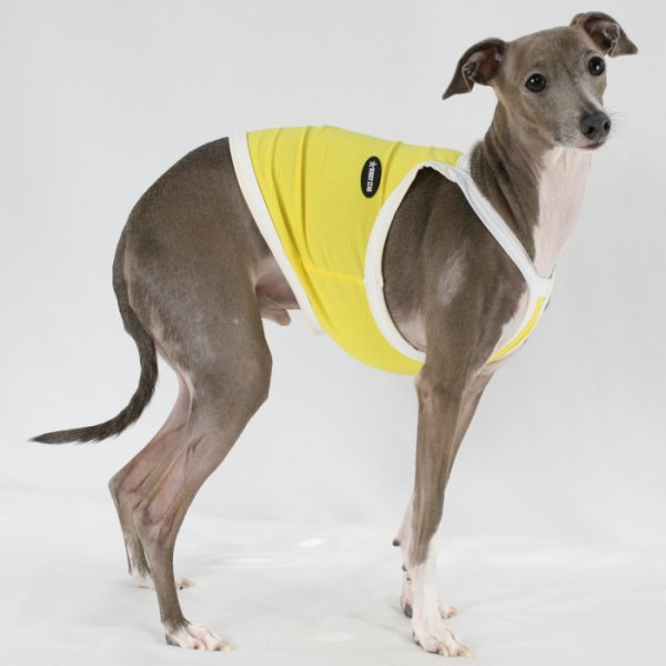画像19: イタグレ服 S M L XL 2XL 3XL 接触冷感 クール ひんやり クロップド タンクトップ スポーツ 小型犬 中型犬 大型犬 夏 doggystar ドッギースター 即日発送出来ます (19)