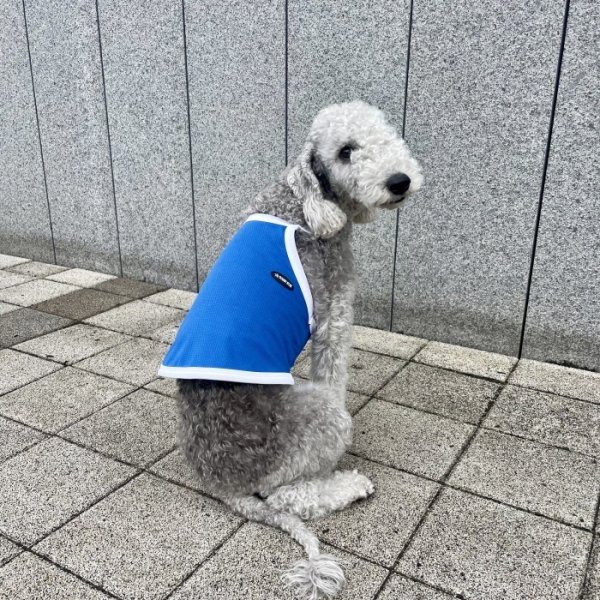 画像35: イタグレ服 S M L XL 2XL 3XL 接触冷感 クール ひんやり クロップド タンクトップ スポーツ 小型犬 中型犬 大型犬 夏 doggystar ドッギースター 即日発送出来ます (35)